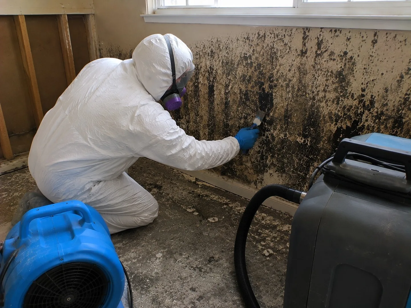 Mold in Palm Springs, CA